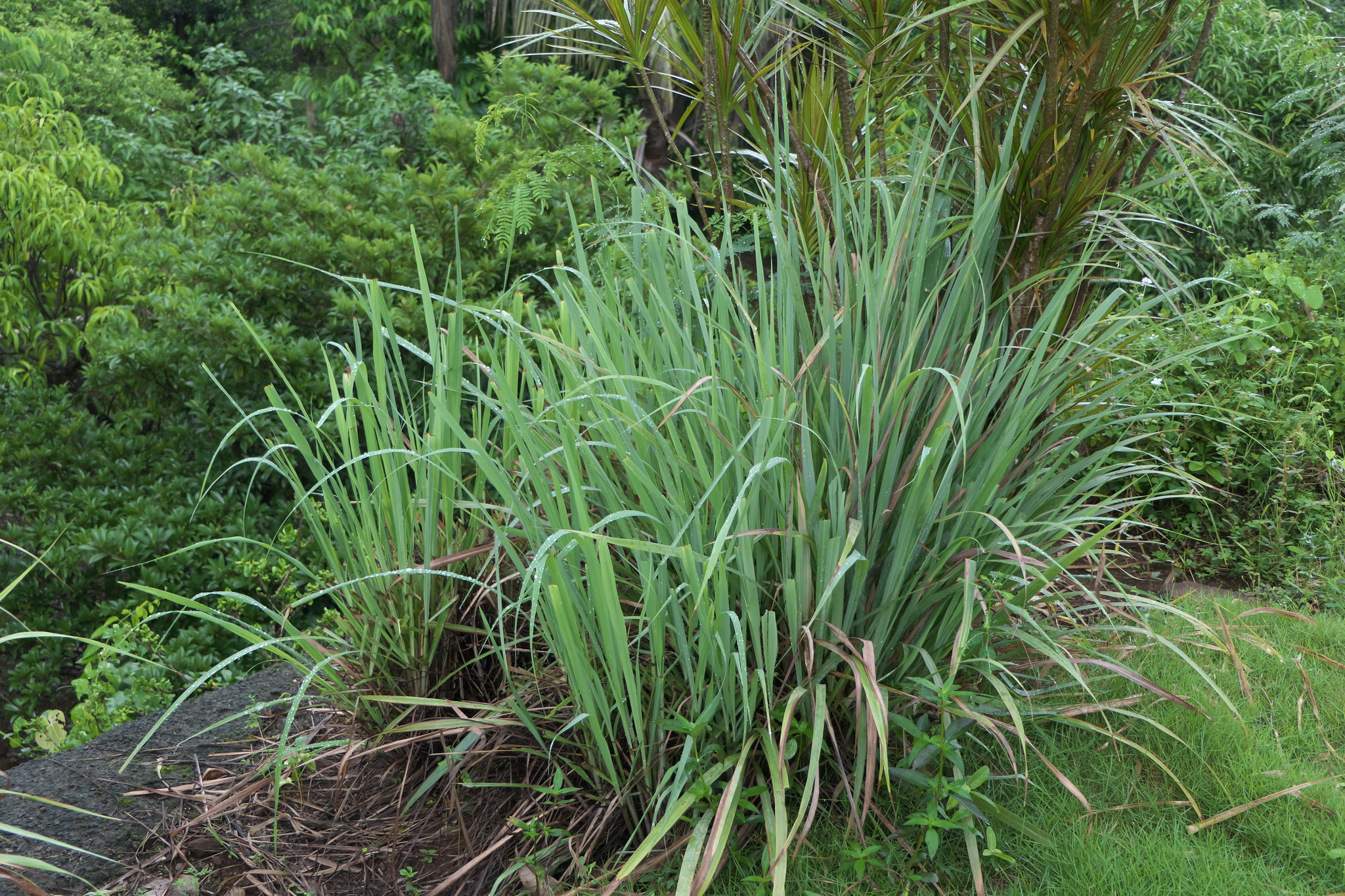 Cymbopogon citratus