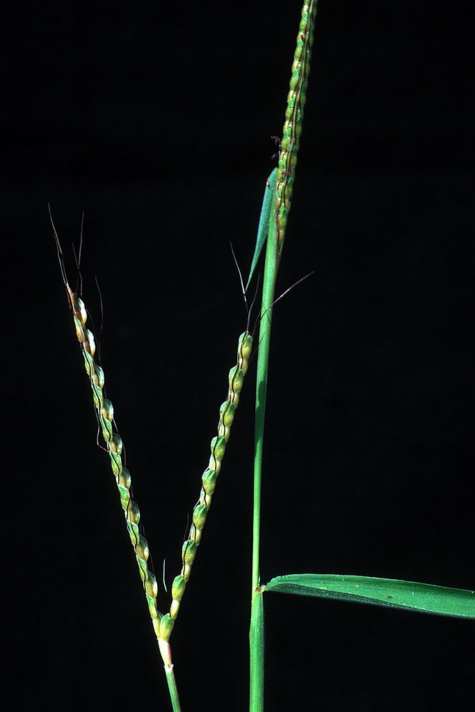Ischaemum rugosum