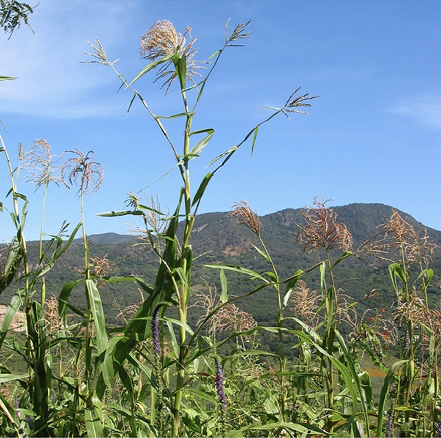 Zea mays ssp. parviglumis TIL01